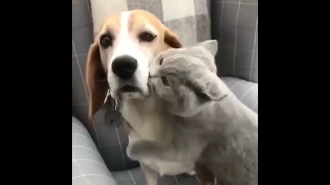 #shortscatsvideos #shorts cats videos #shortspetsvideos #shortspetsvideos #shortsanimalsvideos