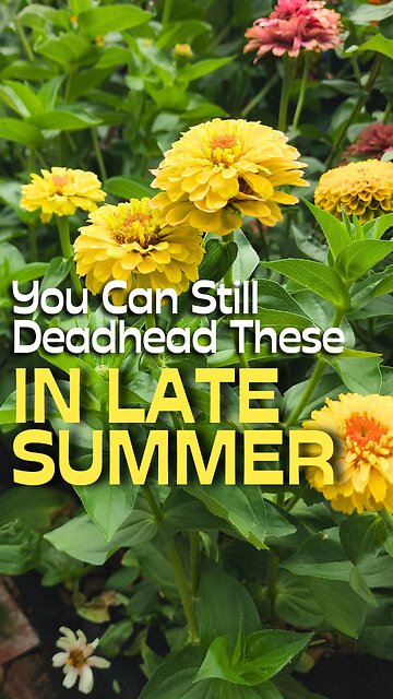 Keep Your Zinnias Flowering Into the Fall