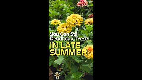 Keep Your Zinnias Flowering Into the Fall