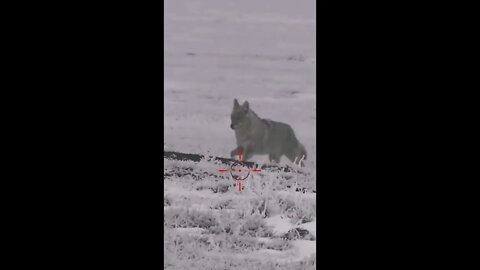 Hunting Coyotes #shorts #cat #animals #hunter #129