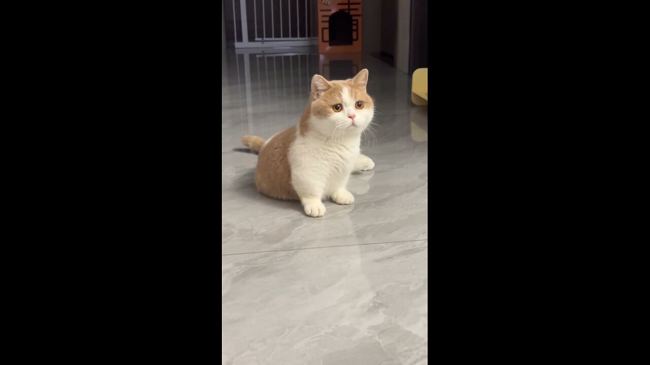 Cute Cat 😺