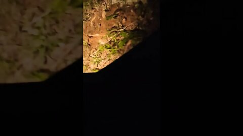 what is this thing? western Maryland near savage river resevoir #nature #wildlife #fypシ #fyp #foryou