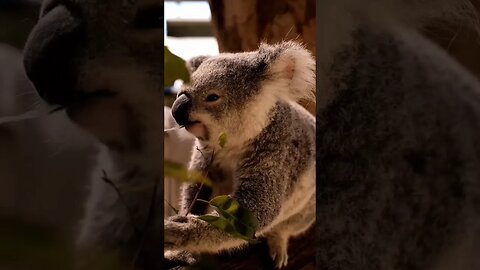 Did you know her name 😍😍 #animals #wildlife #cuteanimals