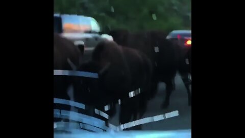 Wild Buffalos 🐃 in the capital city of Iran | #Shorts #Animals #Forest