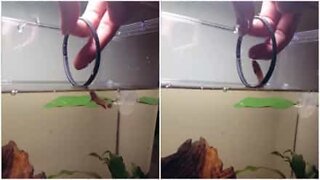 Voici le poisson le plus talentueux des États-Unis