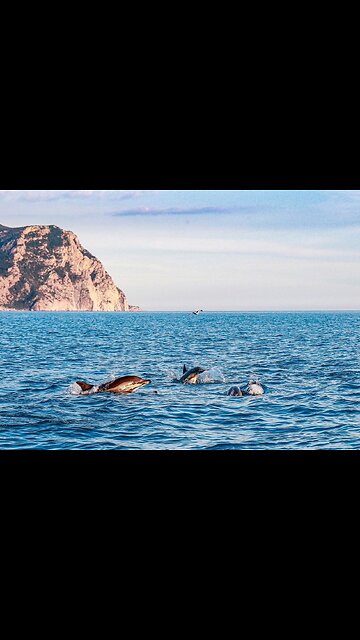 Dolphins off the coast of Balaklava in Crimea