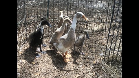 The brood is getting big