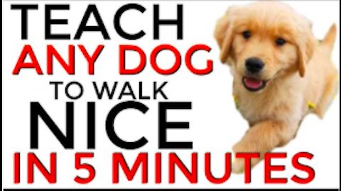 Teach ANY dog to walk nice on the leash QUICK RESULTS