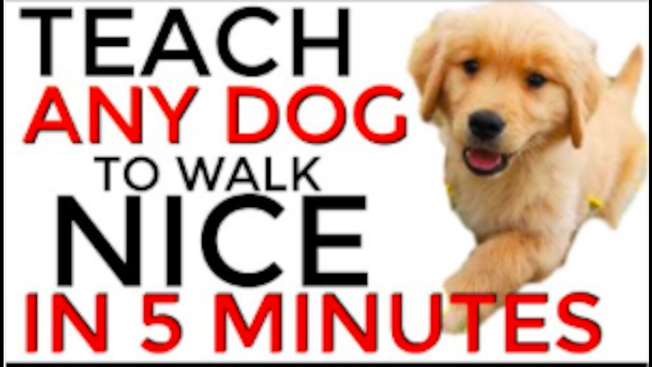 Teach ANY dog to walk nice on the leash QUICK RESULTS