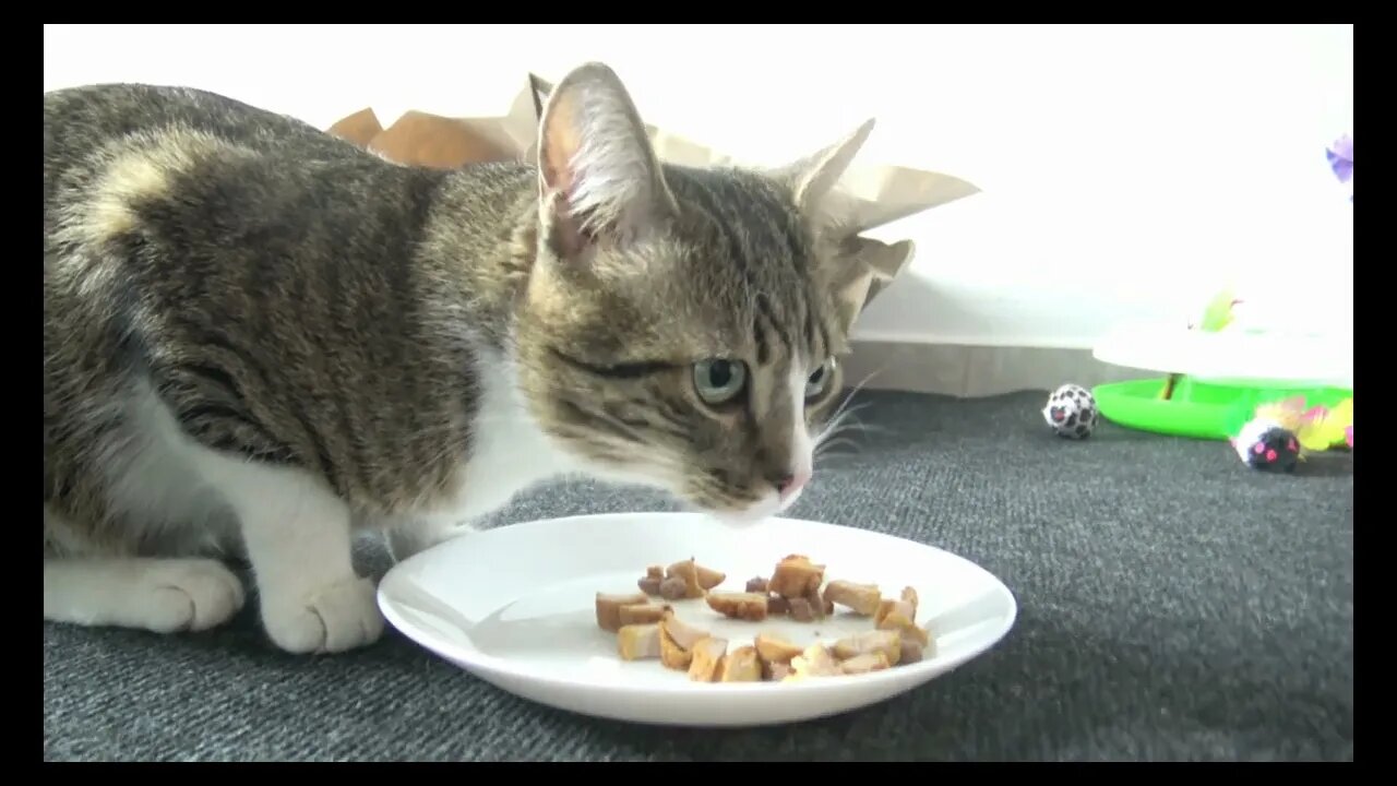 Cat Videos