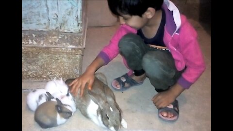 Cuddling rabbits