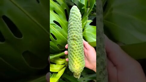 this is a wild banana fruit flower