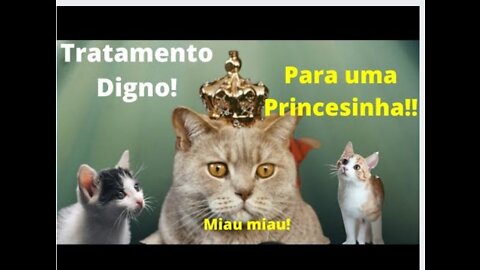 Princess Felyna!! Where are my subjects!! Meow meow!!