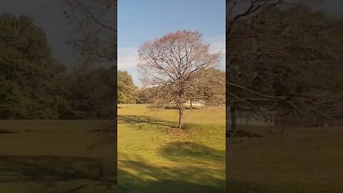 Amtrak Crescent | Temple, Georgia