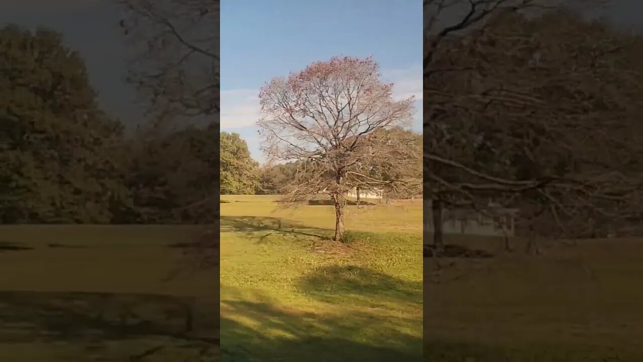 Amtrak Crescent | Temple, Georgia