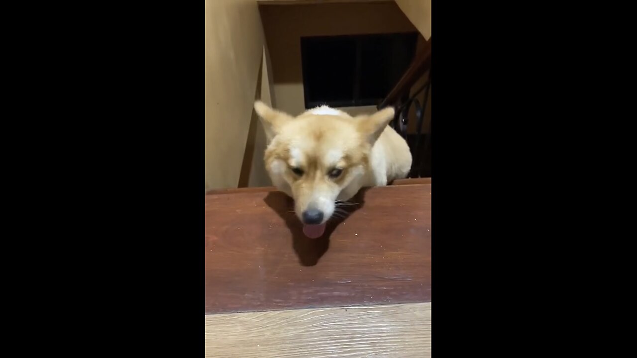 Stairmaster Struggles πΆπ