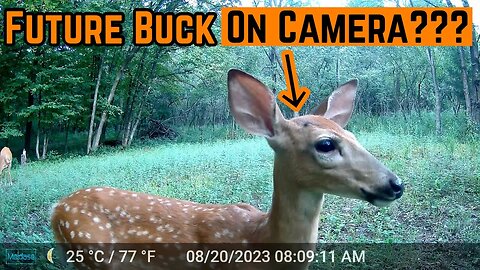 Potential FUTURE Deer Herd LOOKING Good!!!