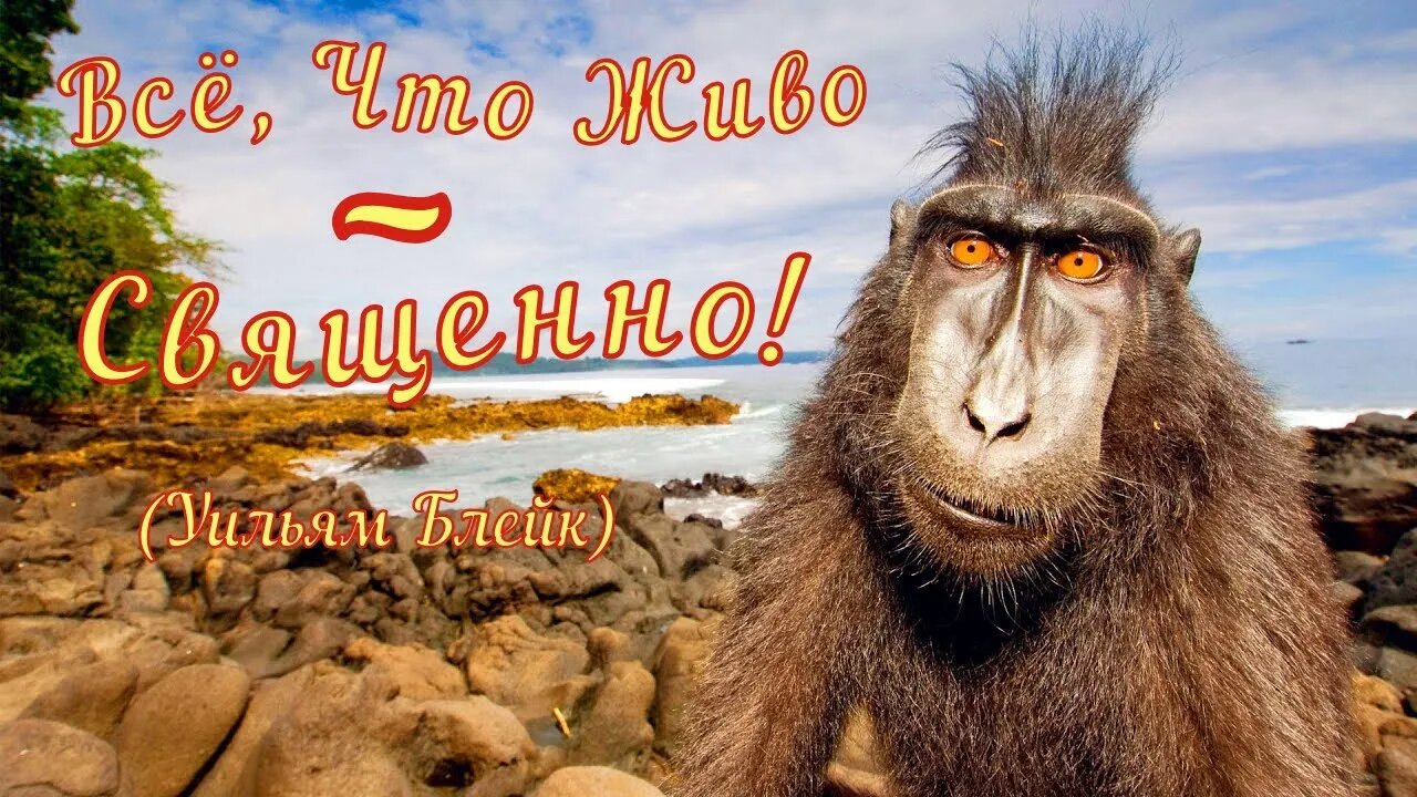 Смешные животные из Тик Ток 4 (Funny animals from Tik Tok)