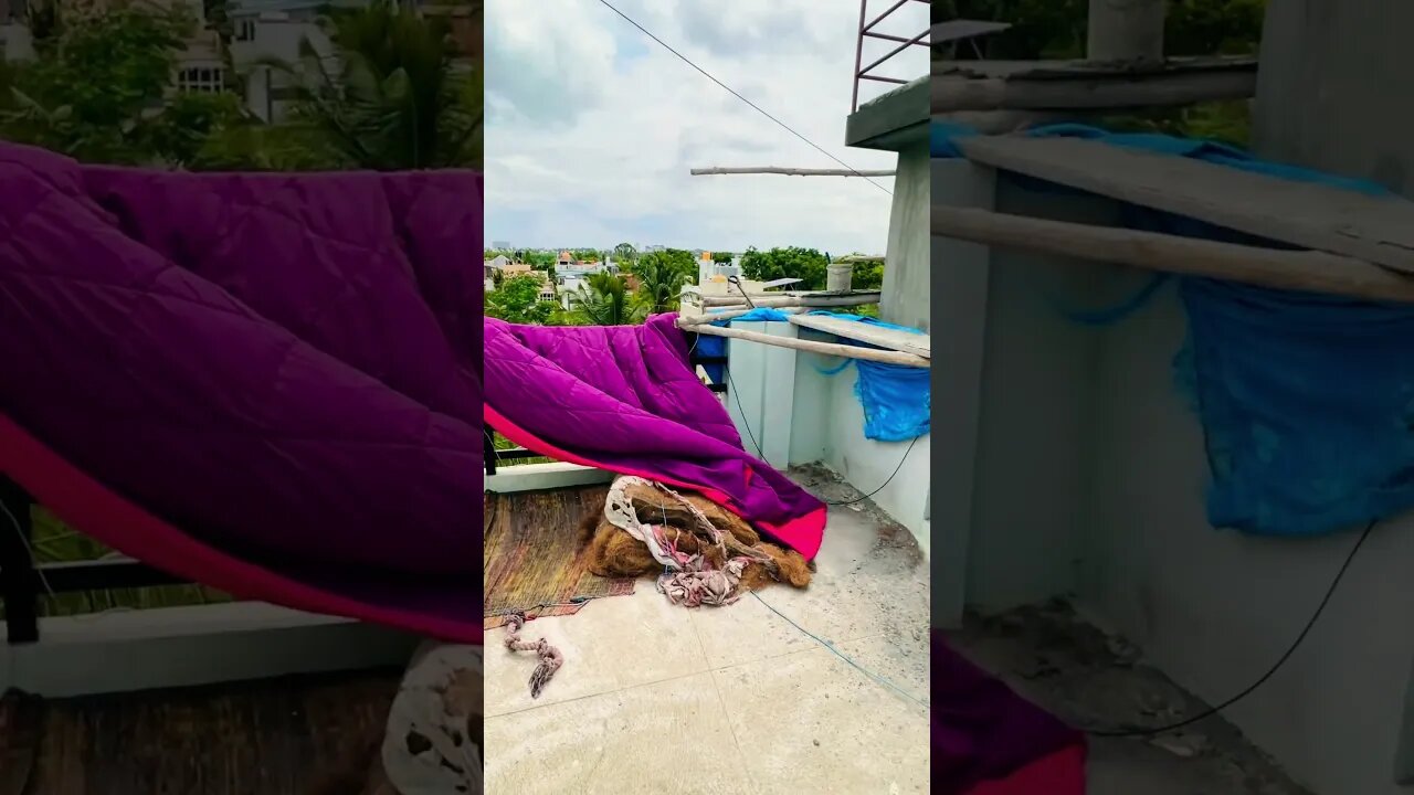 Life is a Shame to some people 😪🤦‍♂️ #goldenretriever