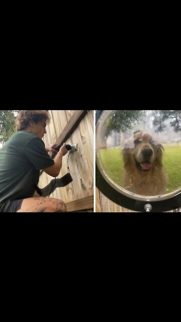 Guy puts window in fence for pup to see through