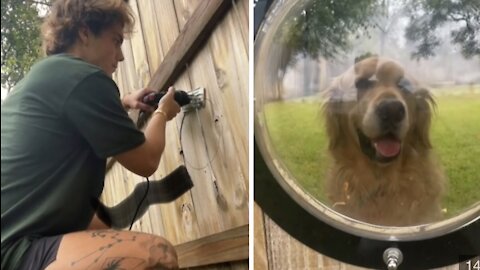 Guy puts window in fence for pup to see through