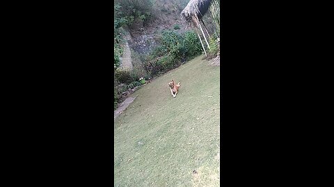 The most funny dog walk