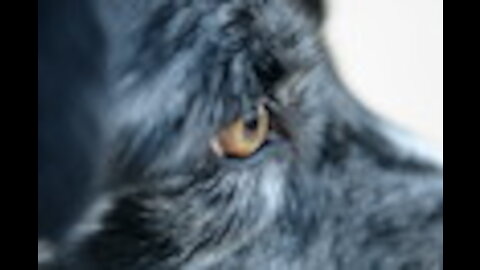A Dogs View. Canine Vision Explained