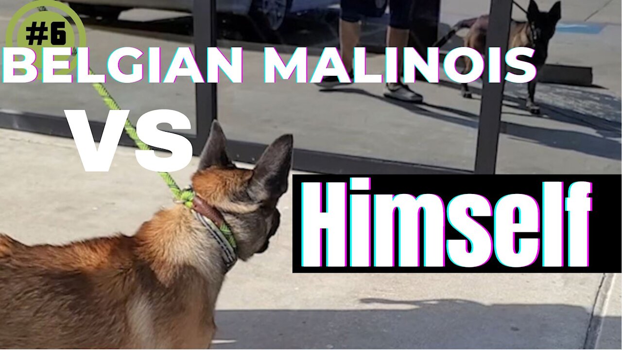 Belgiam Malinois Vs himself in the mirror