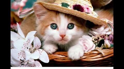 Cot video English ,😽😼😼😼😻😻😻😻😺😺😺😺