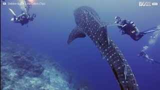 Un requin-baleine s'approche tout près de plongeurs