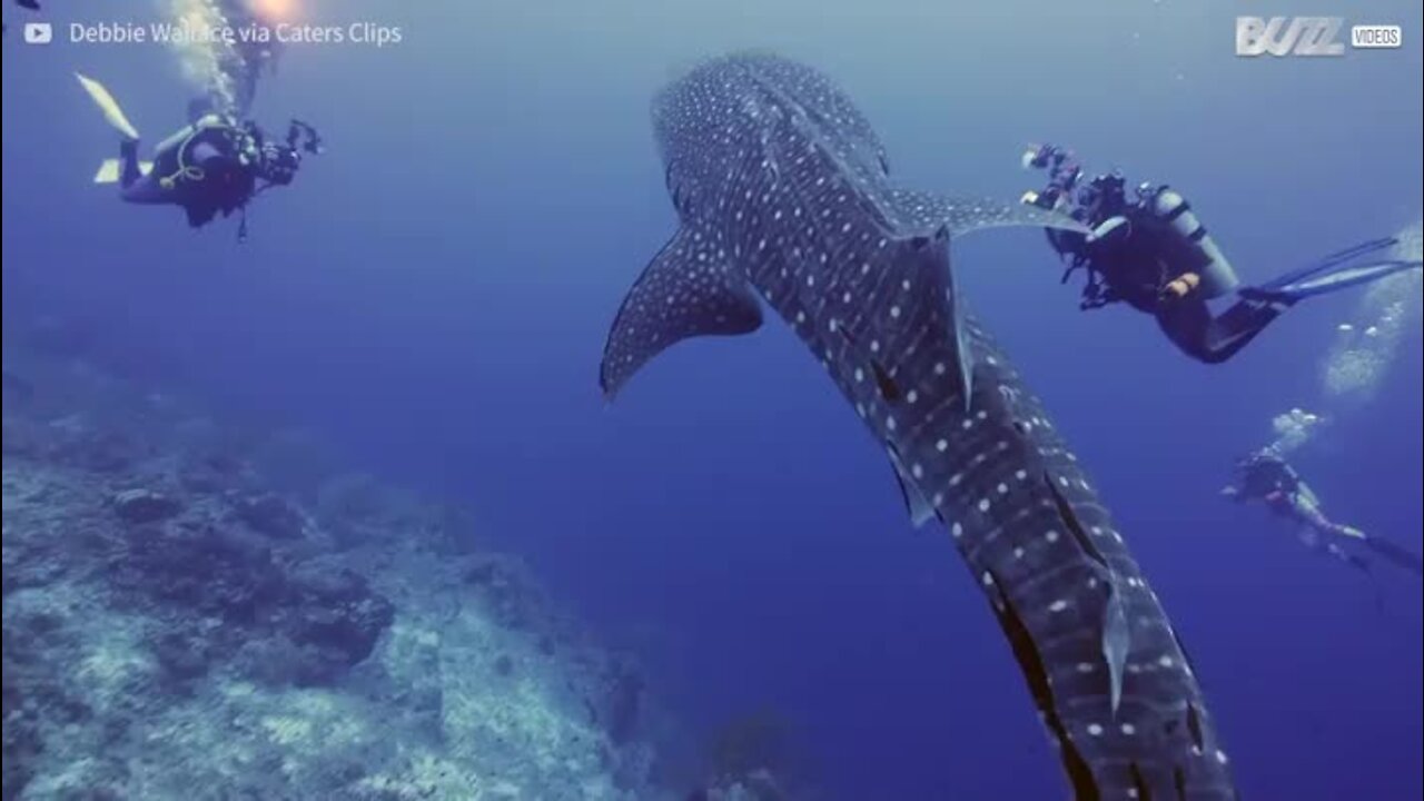 Un requin-baleine s'approche tout près de plongeurs