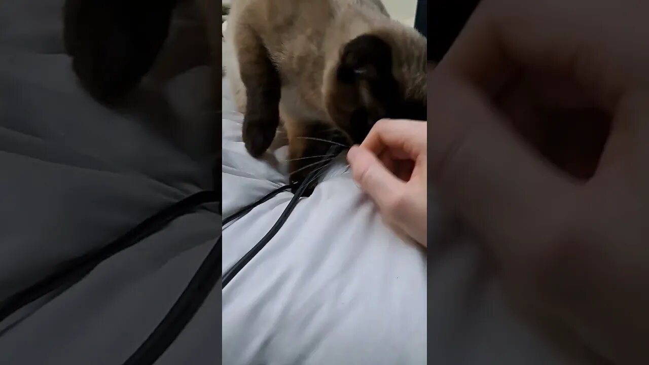bathing her in love 2 #viral #kittycat #cat #shortvideo #disabledyoutuber #kitten