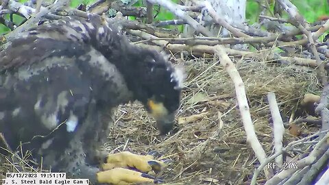 USS Bald Eagle Cam 1 5-13-23 @ 19:51 Hop cast pellet