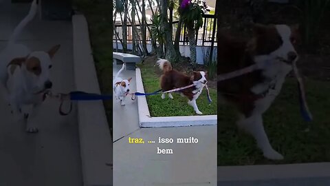 Melhor ajudante pra pegar outro cachorro #shots