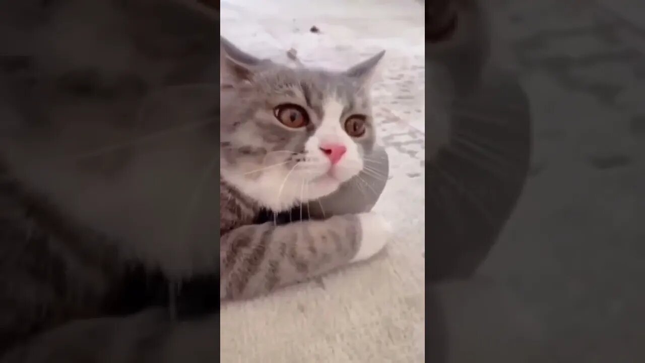 “Nothing In the World Should EVER Feel This Good 😻” - Pleased Kitty Lol | Funny Cat Videos #Shorts