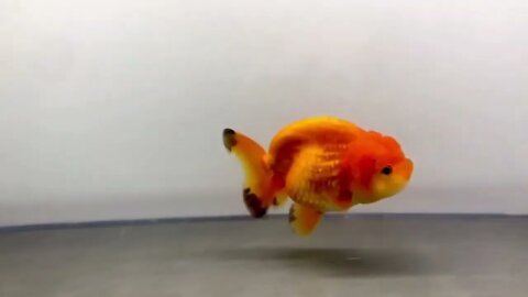 Cute Goldfish Ranchu-10