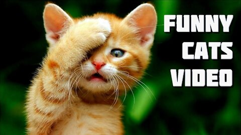 Funnitest Cats - Try not to laught 😹