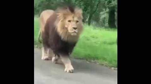 Forest King movements on the Road. Lion walk-in the road.