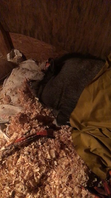 PotBellied Piggy Tucked In