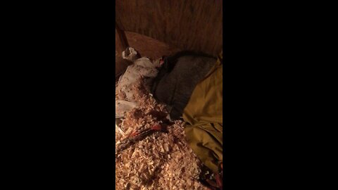 PotBellied Piggy Tucked In