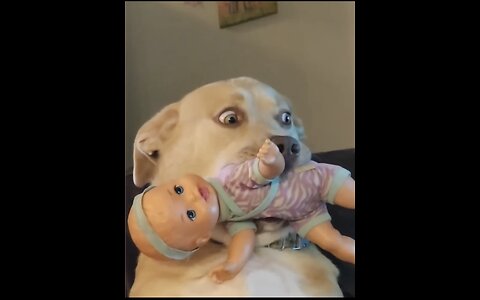 funny pet videos ‼️TRY NOT TO LAUGH ‼️
