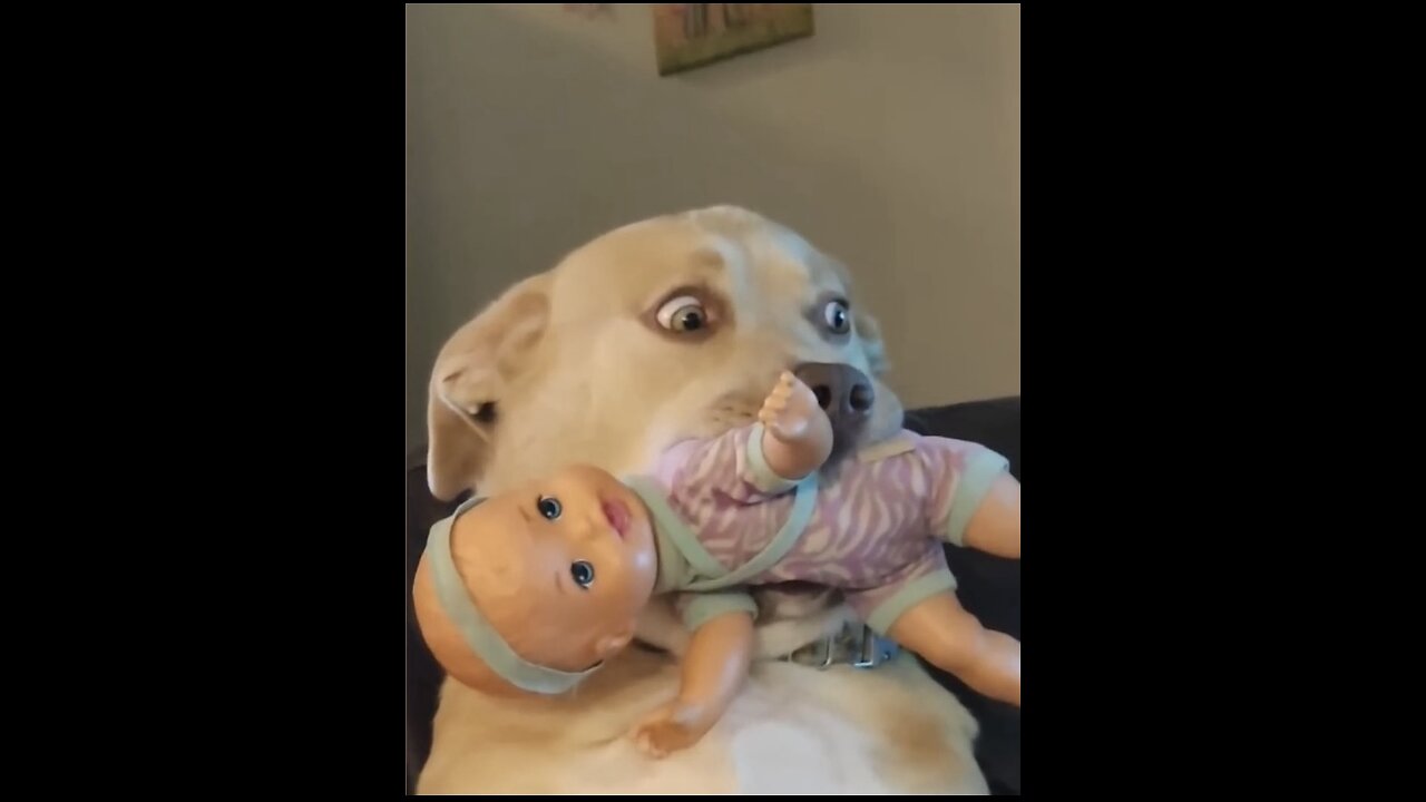 funny pet videos ‼️TRY NOT TO LAUGH ‼️