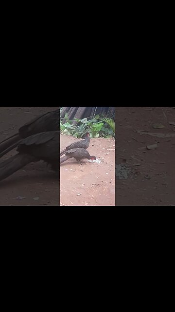 Jacu e seus filhotes em busca de comida