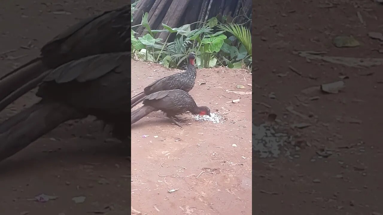 Jacu e seus filhotes em busca de comida