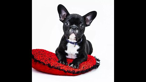 A very funny puppy.