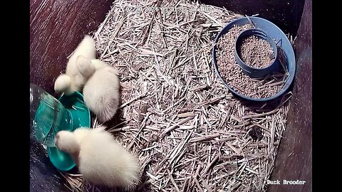 The Duck’s Life - Day 6