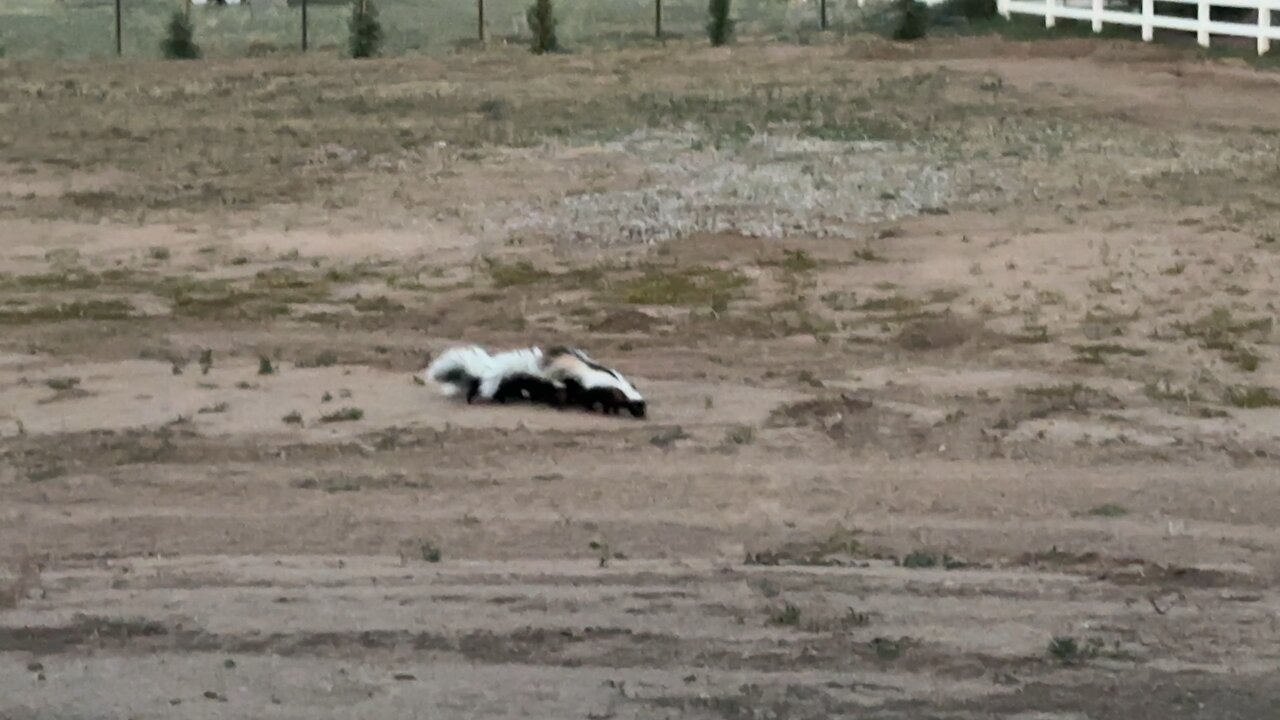 Skunk family