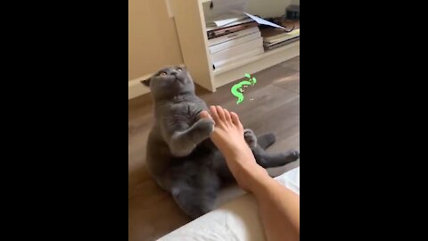 WARNNING⌛️ JUST WATCH💺Cat AND DOG FUNNY IN NOVEMBER 2021