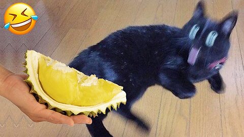New Funny video 2024 🥰 Cutest Cat's Video 🥰😍