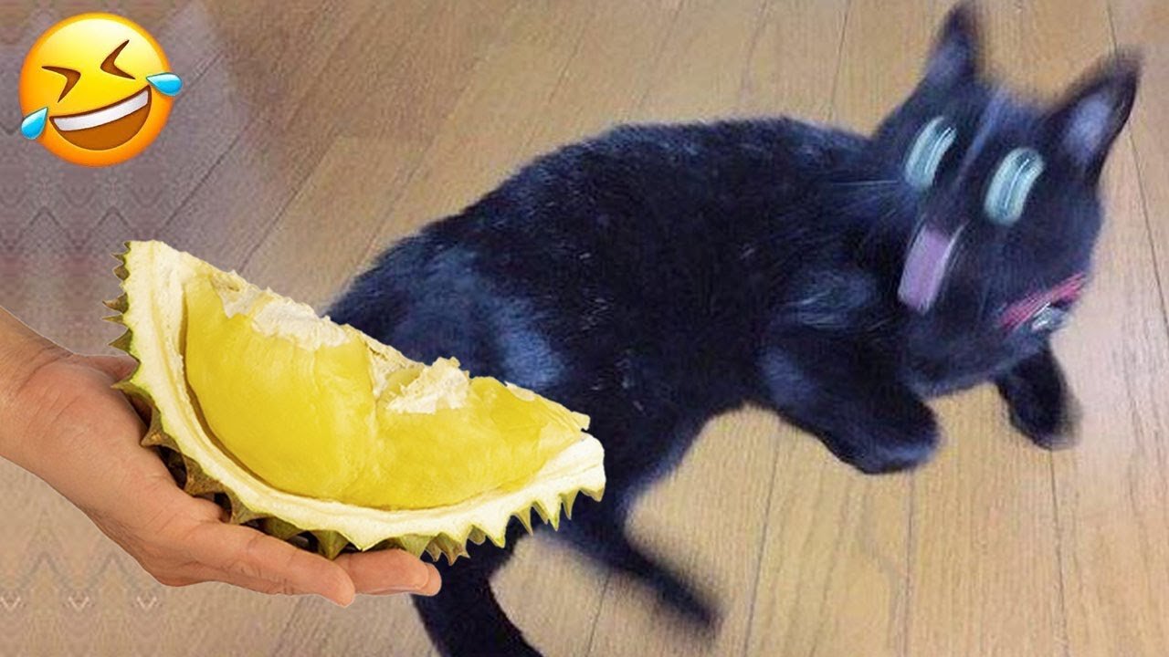New Funny video 2024 🥰 Cutest Cat's Video 🥰😍